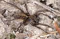 Pardosa_amentata_D4698_Z_90_Broek in waterland_Nederland